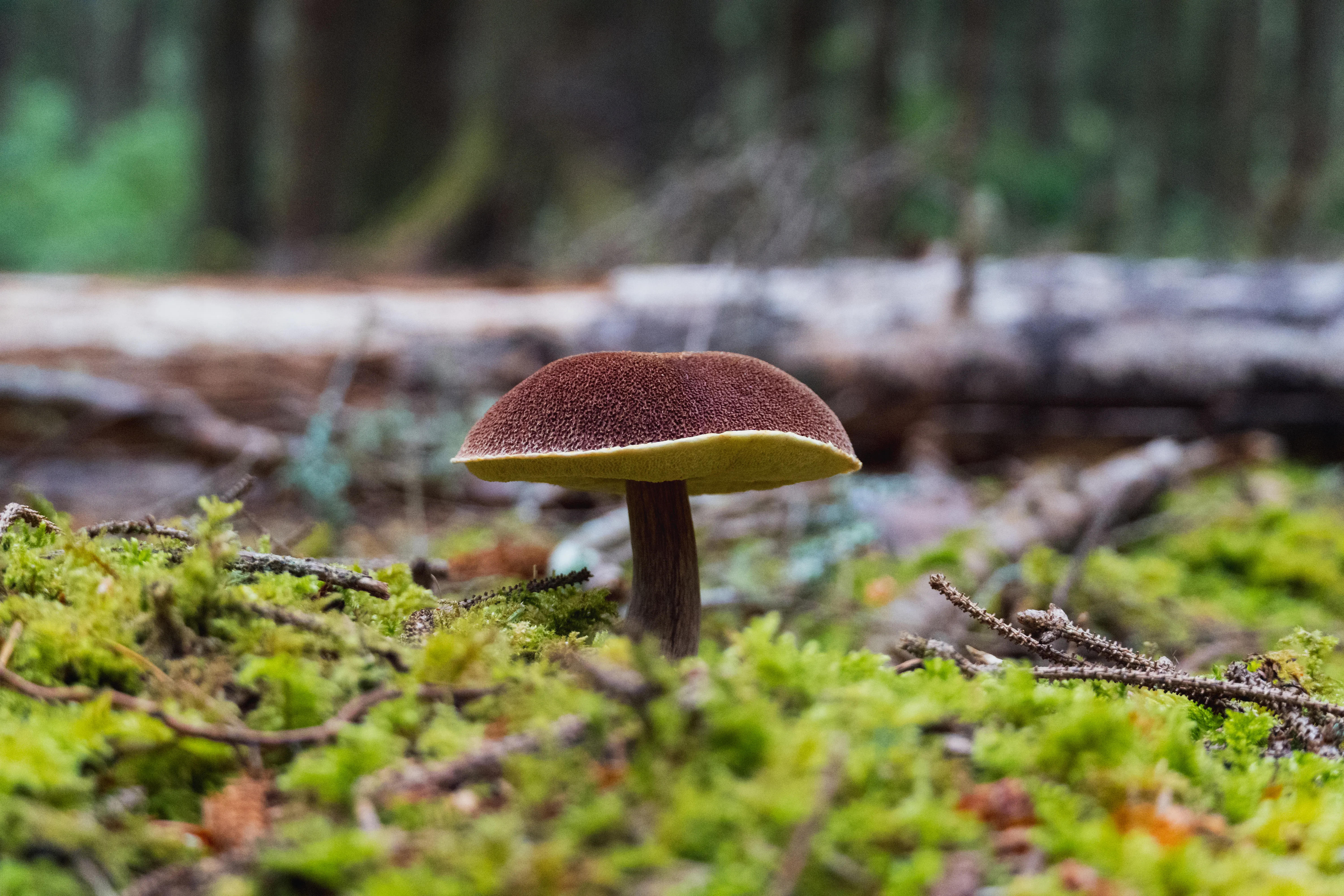 A mushroom