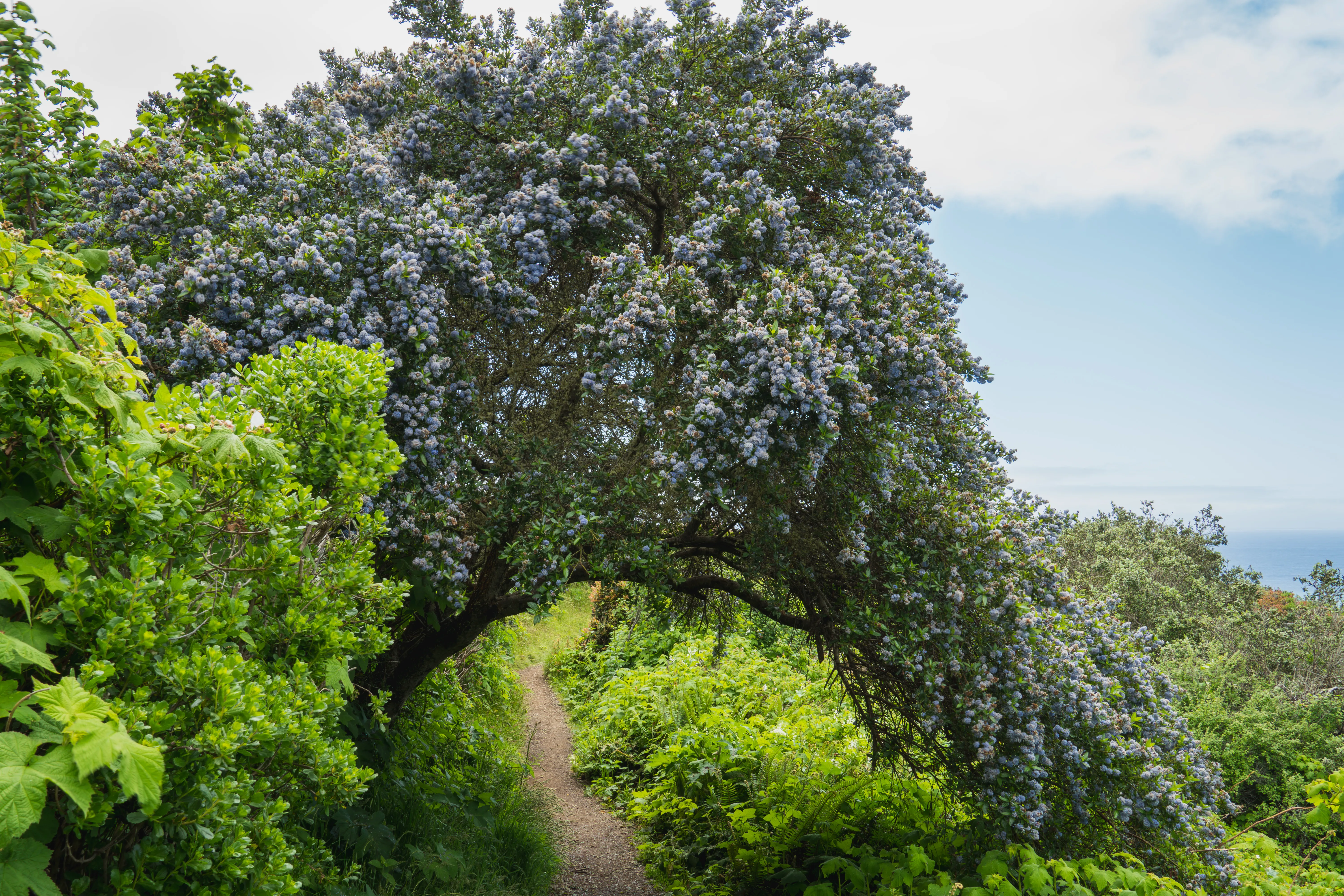 A shrub with blue flowers.