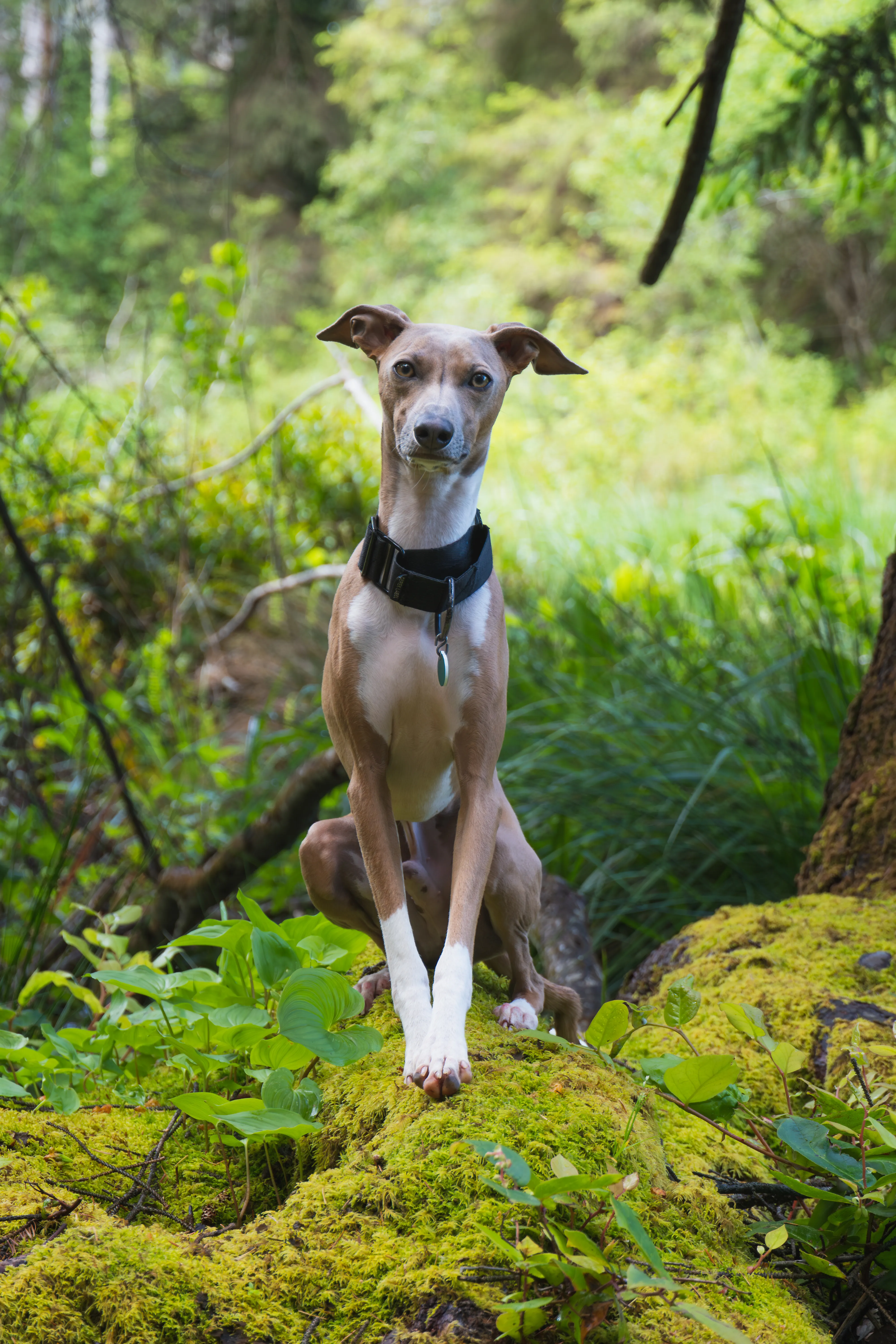The cutest italian greyhound in the golden state.