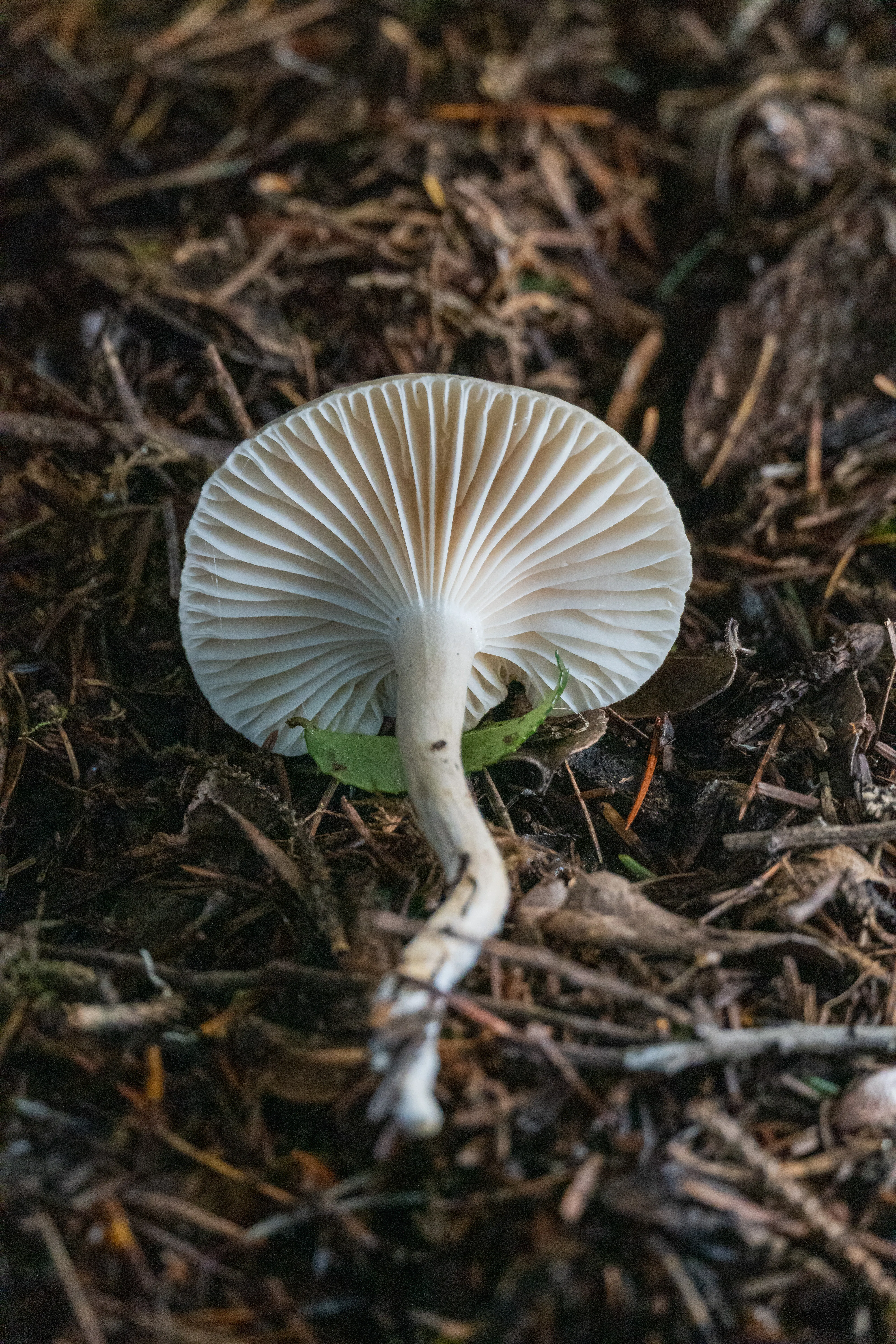 A white mushroom on detritus.