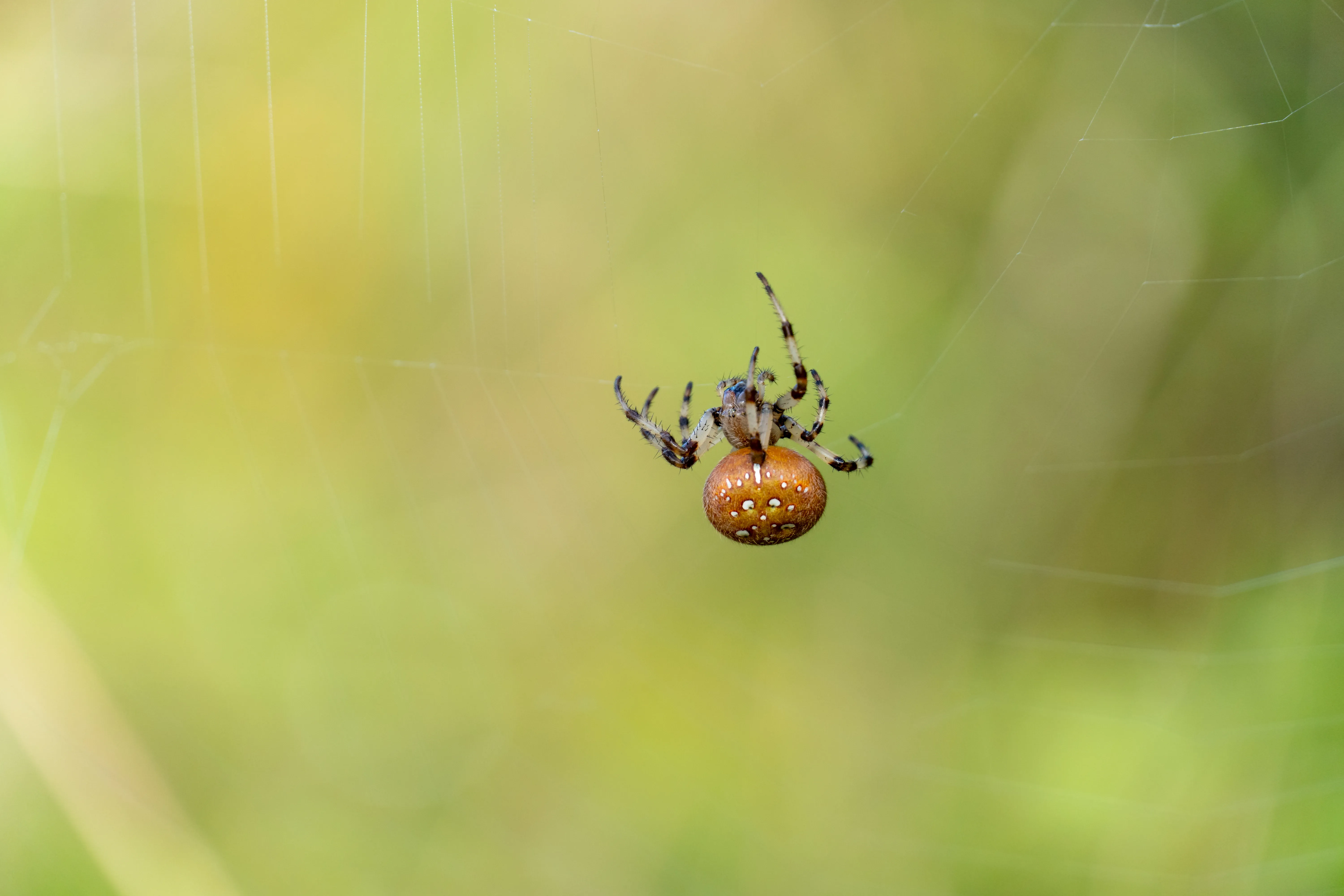 a spider